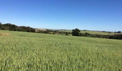 Oportunidade única: Sitio à venda em Itapetininga-SP, bairro Área Rural, 1 quarto, 1 banheiro, 895.400,00 m² de área!