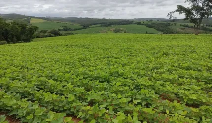 Sítio 20 Alqueires, Sendo 15 Alqueires em Plantio   Restante App, Reserva e Água   Terra Mista   Topografia levemente Ondulada e Decline sentido a Águ