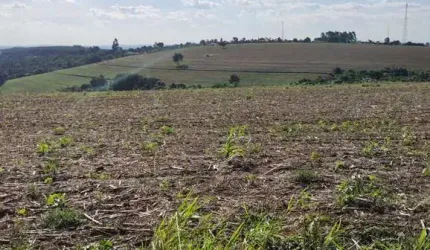 Fazenda 50 Alqueires, 40 Alqueires Plantio, Boa Topografia   Terra Vermelha a Mista   Ribeirão e Açude   Barracão Simples   Ótima Logística e Acesso