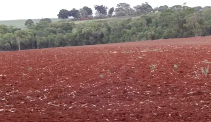 Sitio 15,7 Alqueires ou 38 Hectares 10 alqueires Para Lavoura Restante Reserva e App Topografia Plana Terra vermelha Ribeirão na Divisa 2 Casas Simple