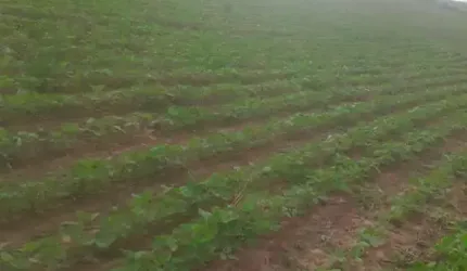 sítio com 12 alqueires em pilar do sul a 5 km do asfalto com documentação 100 %  uma casa ! Ótima Oportunidade de negócio