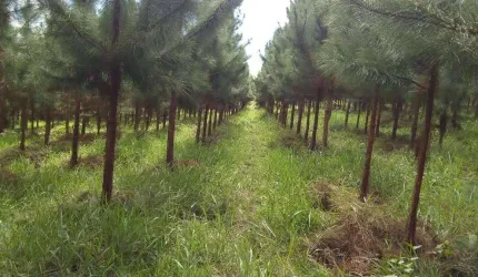 Fazenda 153 Alqueires, 95 Alqueires em Eucalipto, 28 Alqueires em Pasto, Casa Sede, Galpão, Curral, Casa de Caseiro, Ótima Localização