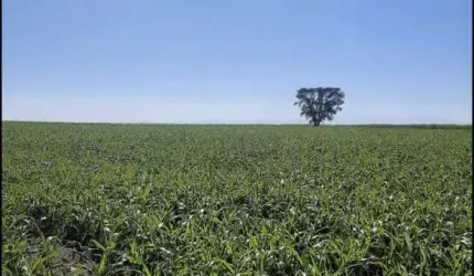 Fazenda 53 Alqueires, 12 Mil Pés de Laranja, 3 Mil Pés de Abacate, Planta 40 Alqueires, Rica em Água, 2 Casas, Ótima Localização