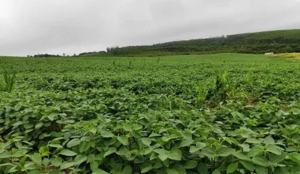 Chácara EXCELENTE SÍTIO A VENDA EM PILAR DO SUL-SP ??   - Área Total 4 Alqueires   - 3,5 Alqueires em Plantio  - Topografia Semi Plana e Levemente O