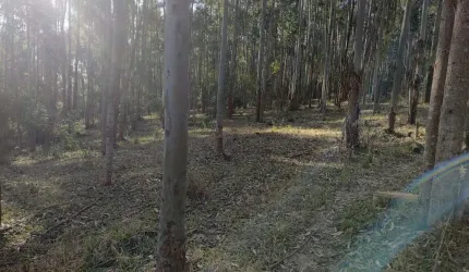 Sítio 14,5 Alqueires, 9 Alqueires em Eucalipto, 3 Alqueires em Pasto, Casa Sede Boa, Casa de Caseiro, Curral, Ótima Localização