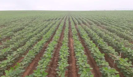 Fazenda 1065 Alqueires, 700 Alqueires de Capim, 100 Alqueires de Soja, Milho, Rica em Água com Rio, Confinamento para 500 Bois, Ótima Localização