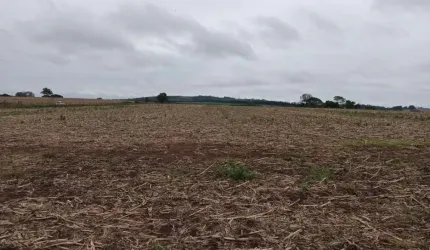 Sítio 13,5 Alqueires, 9,5 Alqueires Plantado, Terra Vermelha, Topografia Plana, Ribeirão, Sem Benfeitorias, Ótima Localização