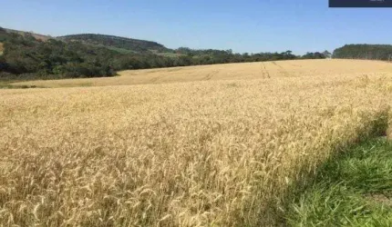 Fazenda 67 Alqueires, Rica em Água com Lagos e Nascentes, 35 Alqueires Plantados, Dupla Aptidão, Topografia Boa, Terra Mista e Vermelha, Casa Simples