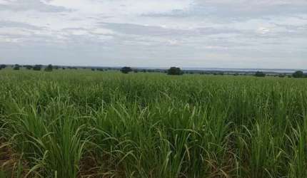 EXCELENTE FAZENDA COM CANA EM PANORAMA-SP ??   Área Total 272 Alqueires   80% em Cana  Restante Reserva e App   Arrendada a 42 toneladas por alqueir