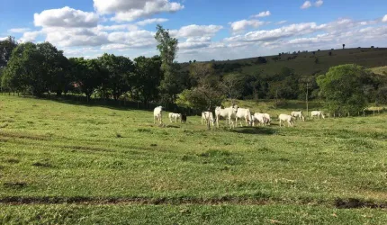 Granja 2 Alqueires, Casa Sede, 2 Galpões, Comporta 12 Mil Frangos, Totalmente Automatizada, Poço Artesiano