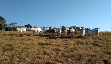 Sítio 14,21 Alqueires, Casa Sede com 196m2, 3 Dormitórios, 2 Banheiros, Pomar, Divisa com Rio, Poço Caipira, 400 Arvores de Eucalipto,