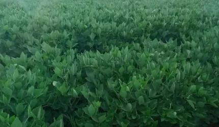 Fazenda de 106 hect. Soja.