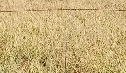 Chacara de 17 Hectares.