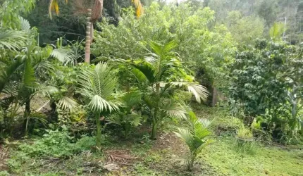 Linda Fazenda no Bairro Serraval em Nova Trento/SC