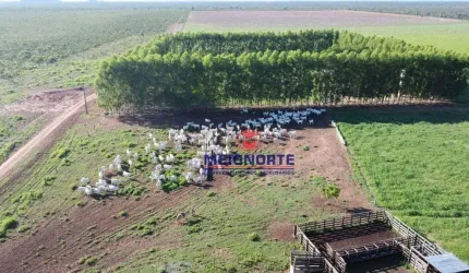## Fazenda à Venda ##