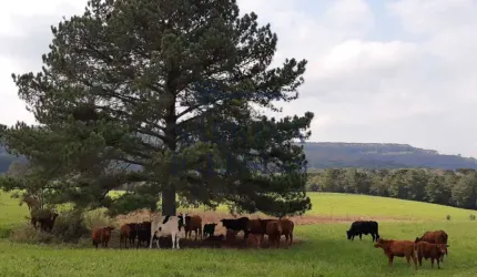 Fazenda à venda na Rodovia do Xisto, 476, Passa Dois, Lapa, 411400 m2 por R$ 8.000.000