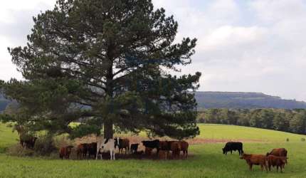 Chácara / sítio à venda na Rodovia do Xisto, 476, Passa Dois, Lapa, 145000 m2 por R$ 3.500.000