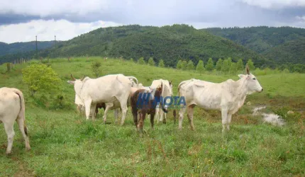 Fazenda Campo Largo com 175,96 alqueires.