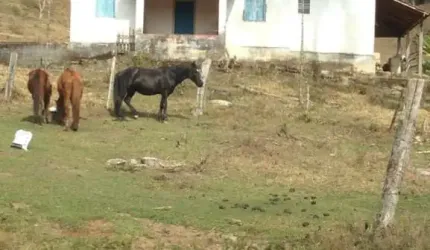 Rurais Fazenda em Caldas