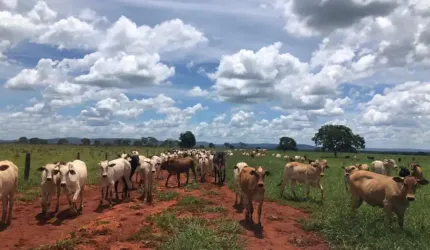 Rurais Fazenda em Paracatu