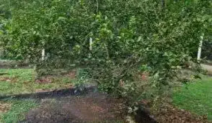 Vendo Rancho Lagoa Preta Rio Pardo
