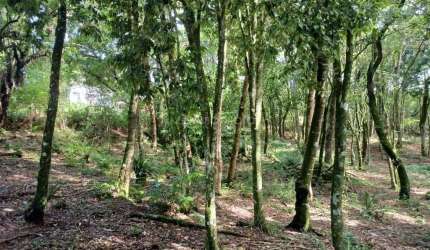Terreno à venda na Izahir Lago, 15, Borda do Campo, Quatro Barras por R$ 350.000
