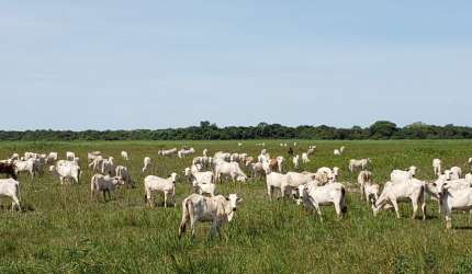Fazenda 2.000 hectares dupla próxima Cuiabá