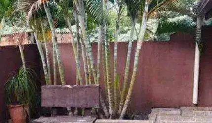 Casa - Jardim Planalto Verde - Cambé