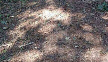 Terreno à venda, 33753 m² no Colônia (Zona Sul)