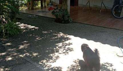 Casa com 2 quartos à venda no Pegorelli, Caraguatatuba , 300 m2 por R$ 230.000