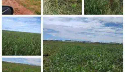 Fazenda à venda, 22600000 m² por R$ 80.000.000 - Zona Rural - Sapezal/MT