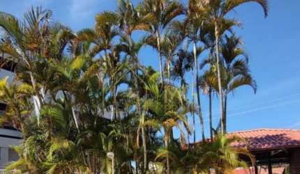 Casa em condomínio à venda próximo da Praia dos Ingleses
