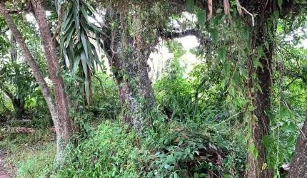 Terreno de 450m² em Jurerê