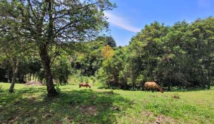 Chácara à venda, 29.519 m2 por R  399.000,00 - Tabatinga - Tijucas do Sul PR