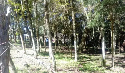Chácara / sítio à venda na Vila Seca, 1010, Vila Seca, Caxias do Sul por R$ 230.000