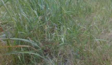 Lote - Terreno à venda, Santa Rosa - Belo Horizonte/MG
