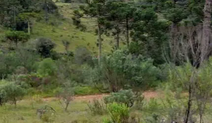 área rural com 10 hectares,  na localidade de Pericó em São Joaquim