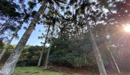 Chácara / sítio com 1 quarto à venda na Porto Alegre, 01, Alvorada, Farroupilha por R$ 940.000