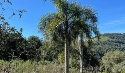 Chácara / sítio com 1 quarto à venda na Vila Jansen, 01, 2 Distrito, Farroupilha por R$ 420.000