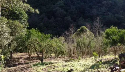 Ferreira Negócios Imobiliários Vende	Chácara em Caxias do Sul Bairro Vila Cristina Vila Cristina