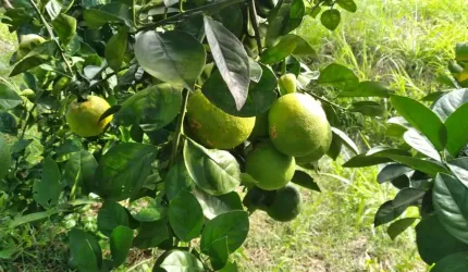 Chácara para Venda em Tanguá, AGRO BRASIL