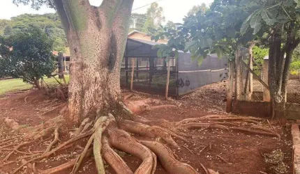 Sítio com 3 dormitórios à venda, 6 m² por R$ 2.000.000,00 - Zona Rural - São Simão/SP