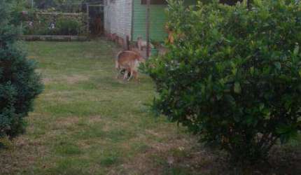 Vendo terreno na Avenida Florianópolis em Canoas RS, tem casa de madeira