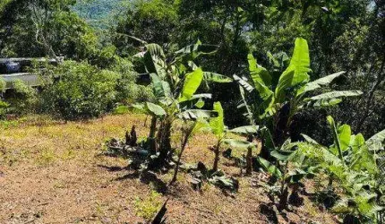 Terreno à venda, 525 m² por R$ 430.000,00 - Córrego Grande - Florianópolis/SC