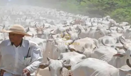 Belíssima Fazenda Bodoquena a venda no MS