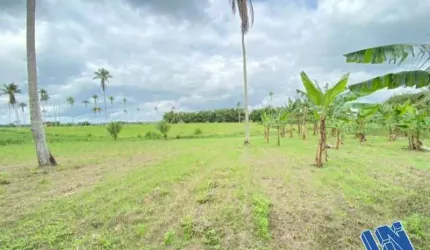 Fazenda com 66 hectares em Amélia Rodrigues