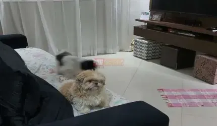 Sobrado no Bairro Independência em São Bernardo do Campo