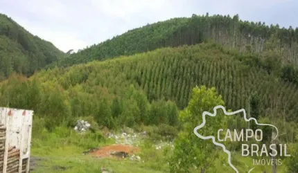 FAZENDA 32 ALQUEIRES COM PLANTAÇÃO DE EUCALIPTO EM PARAIBUNA!