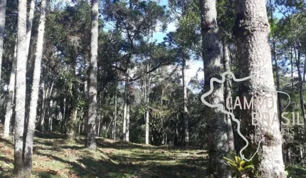Linda área rural com centenas de Araucárias, com platô para construir sua casa em meio a natureza!