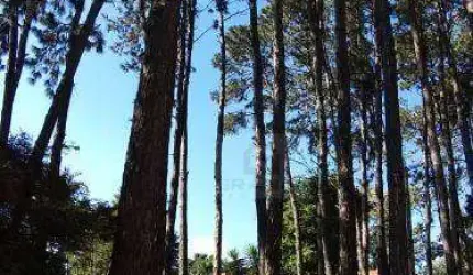 MIOLO DA GRANJA-GRANJA VIANA